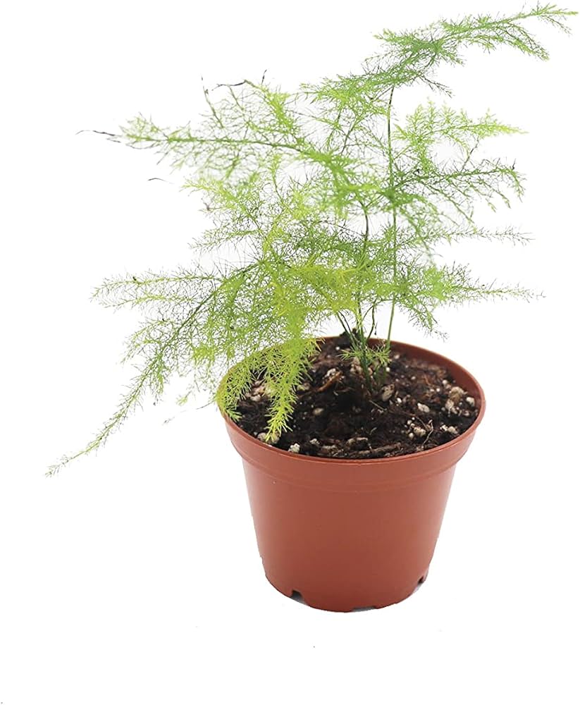 Fern Plumosa