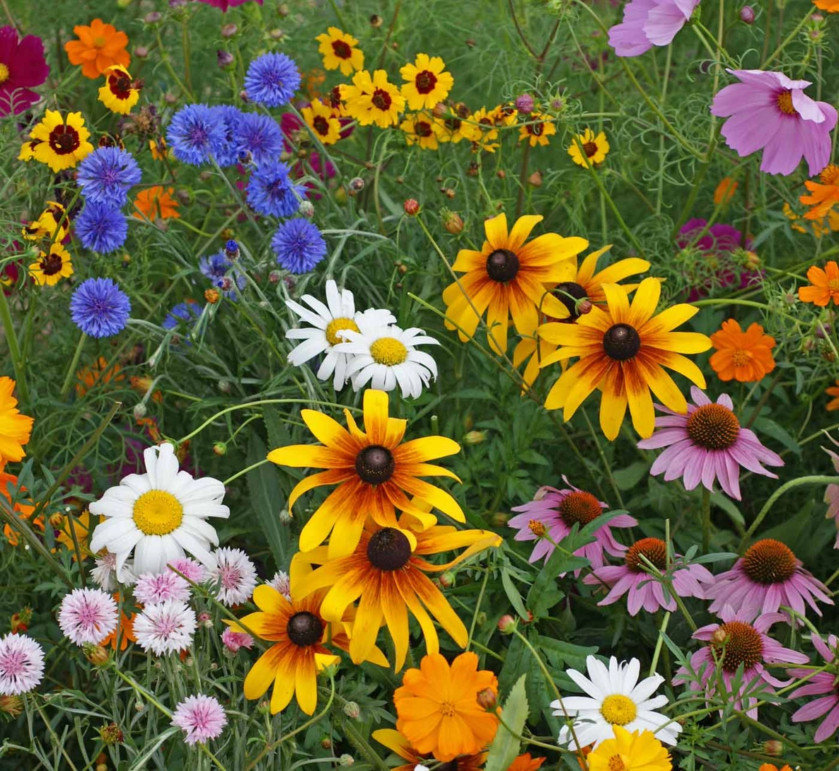 Cut Flowers Seed Stones