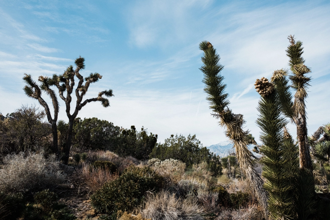 Joshua Tree Seed Grow Kit