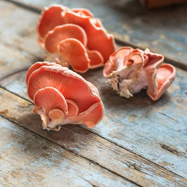 Pink Oyster Mushroom Grow Kit