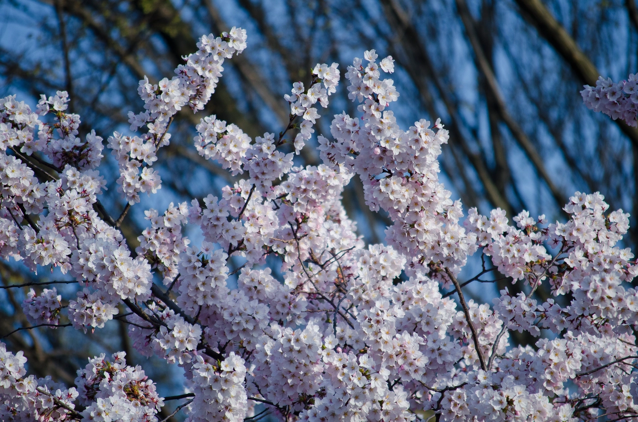 Japanese Cherry Seed Grow Kit