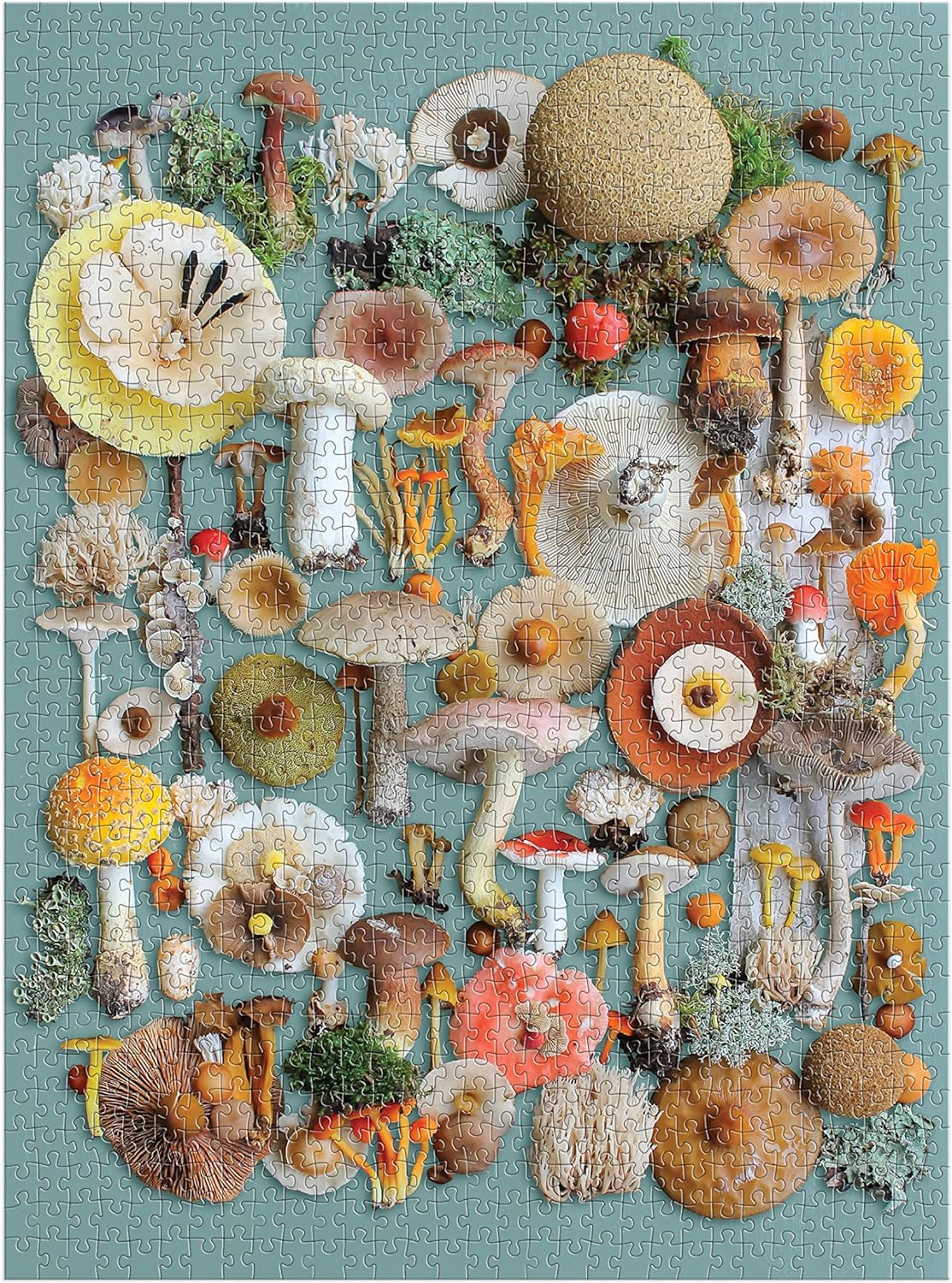 Foraged Mushroom Puzzle 1000 pc