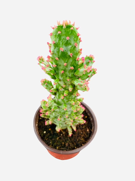 Cactus Opuntia Monocantha var-4"