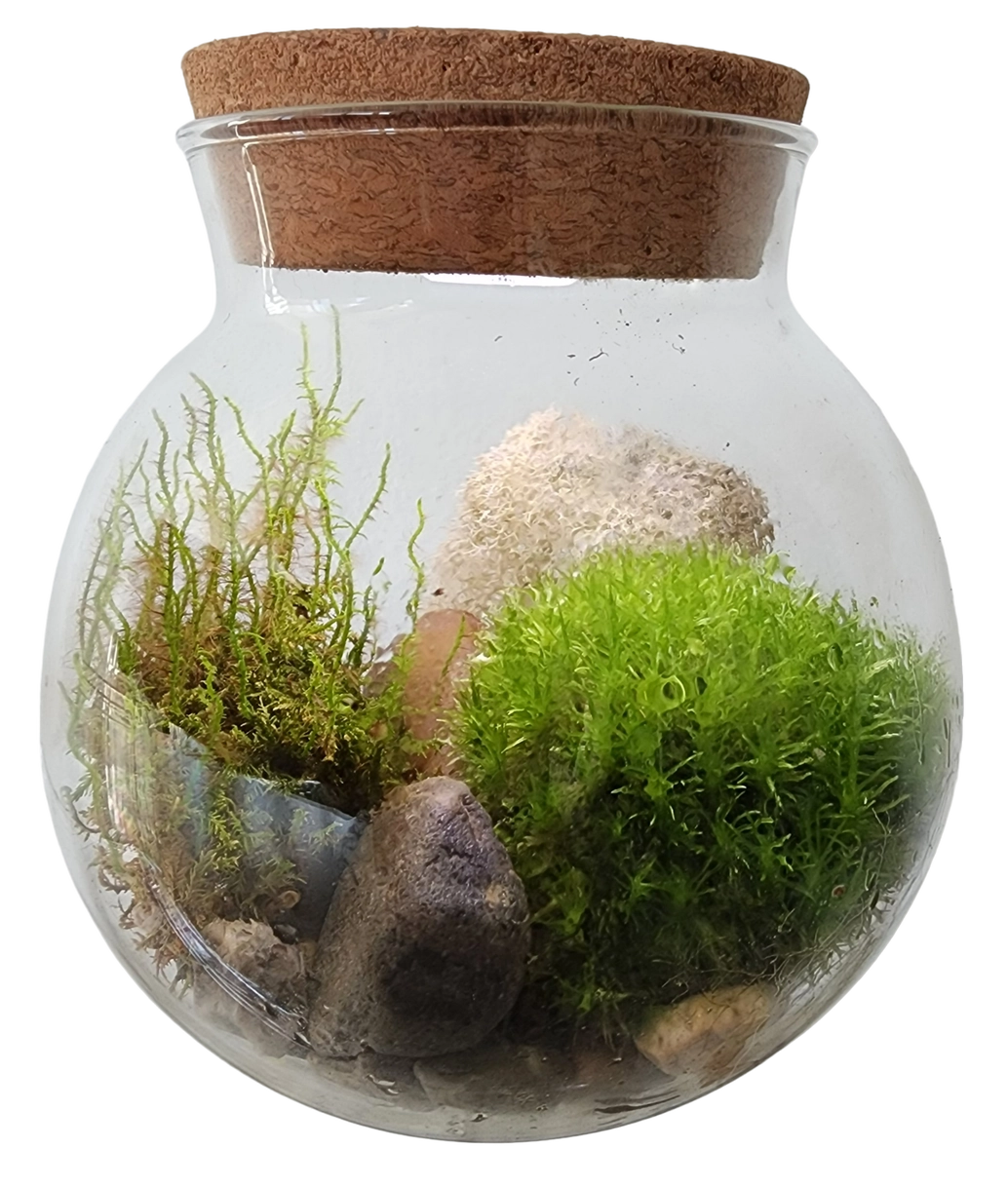 MossBowl Glass Terrarium