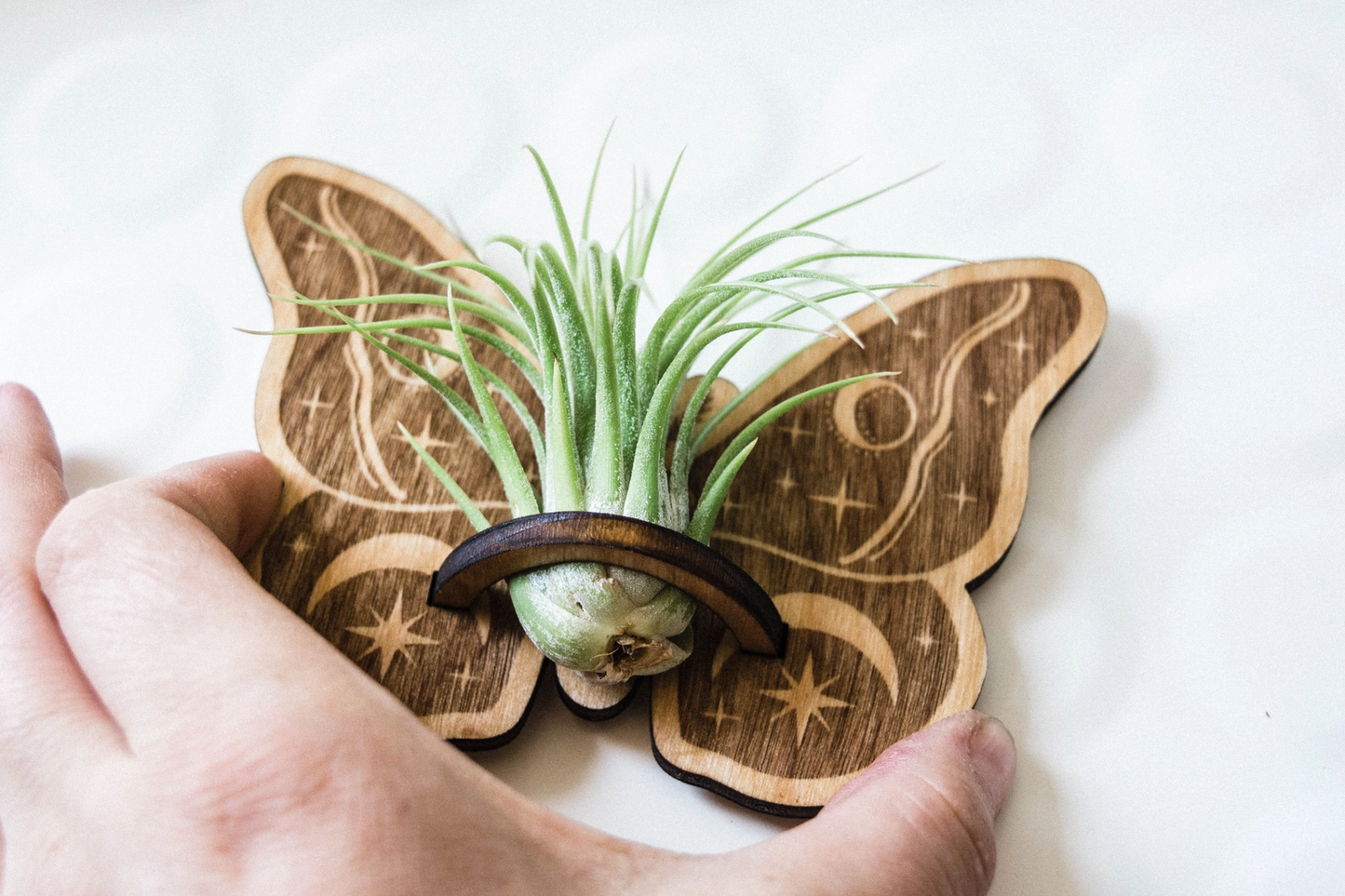 air plant magnet Celestial Moth Air Plant Holder Magnet – Weeds
