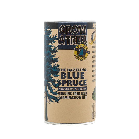 Colorado Blue Spruce Grow Kit