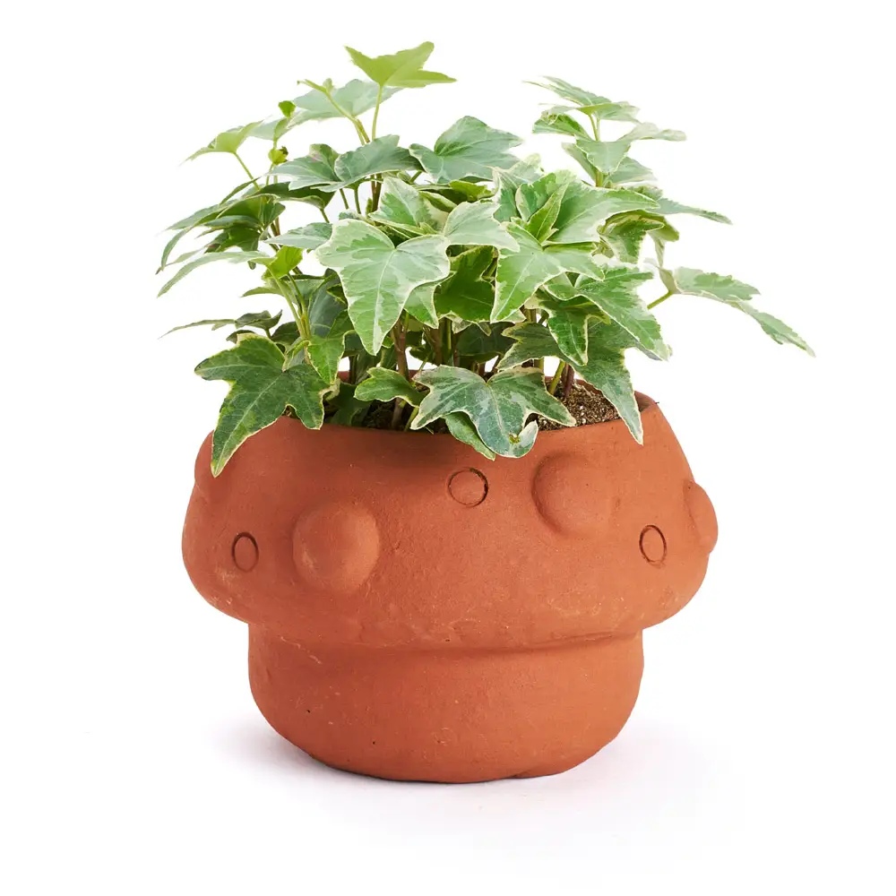 Rakshana Mushroom Plant Pot Terracotta