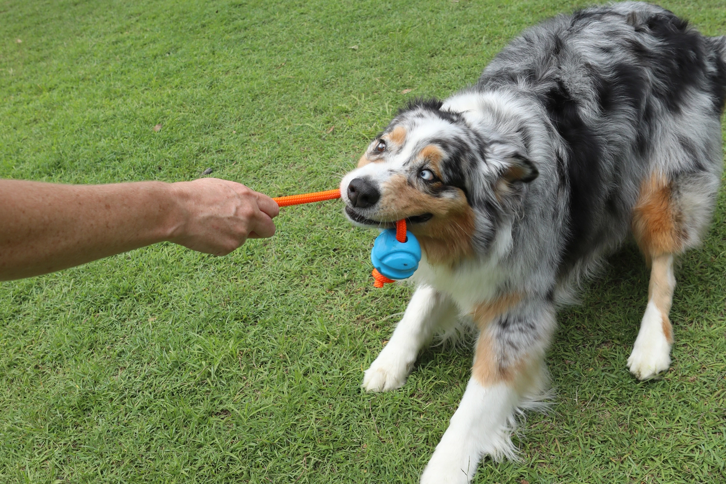 Fetch-N-Tug Ball & Rope Toy