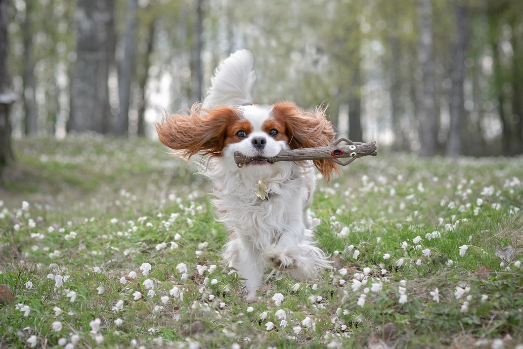 Twiggy Doog Stick Fetch Toy