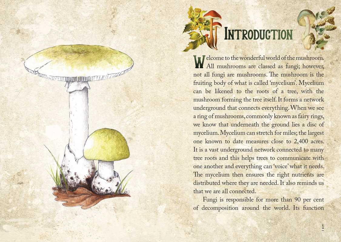 Mushroom Spirit Oracle Cards