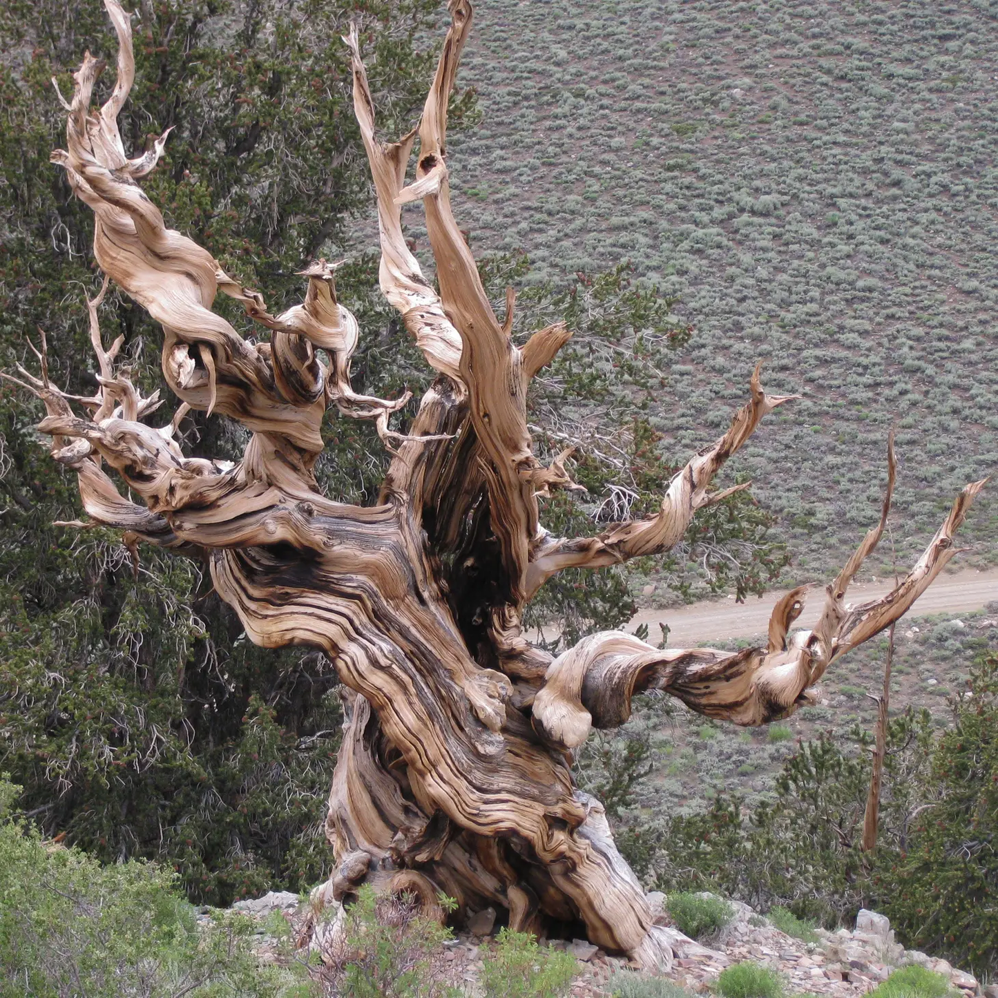 Bristlecone Pine Grow Kit