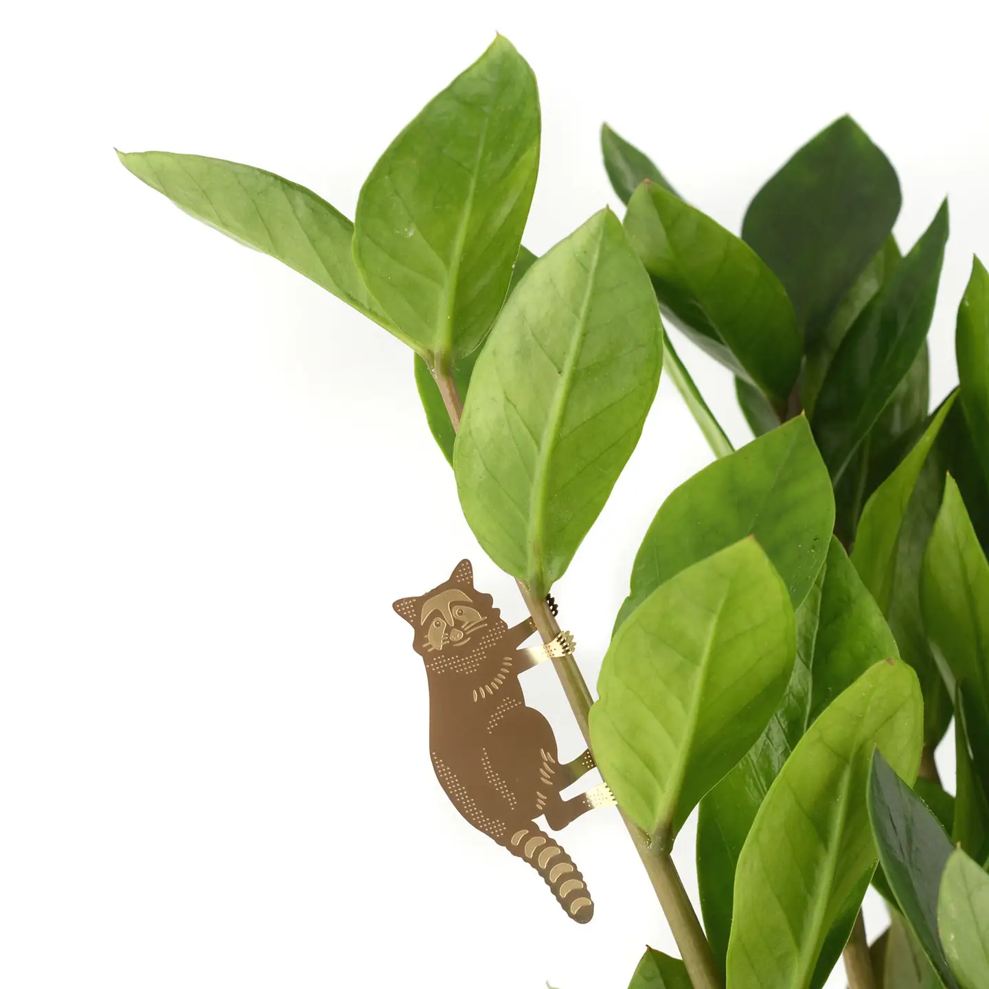 Plant Decoration - Raccoon