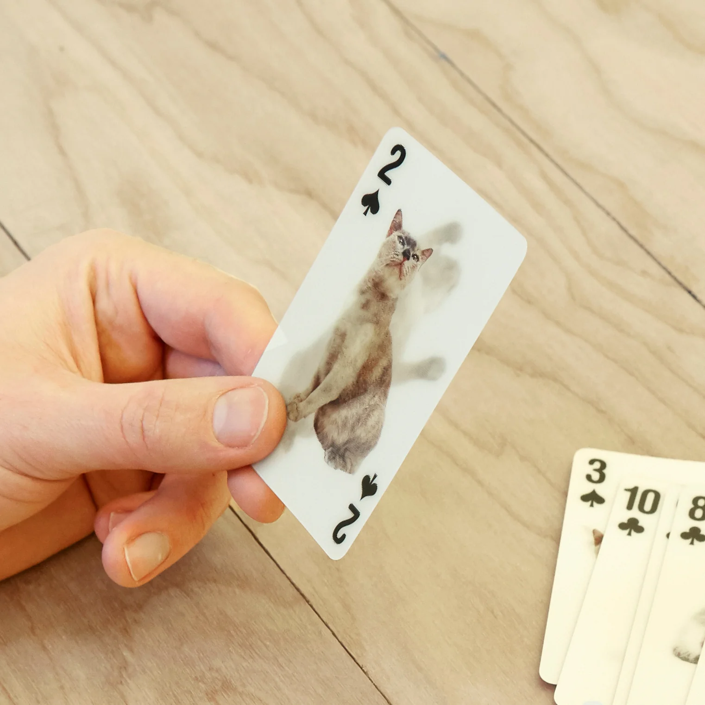 3D Playing Cards Cats