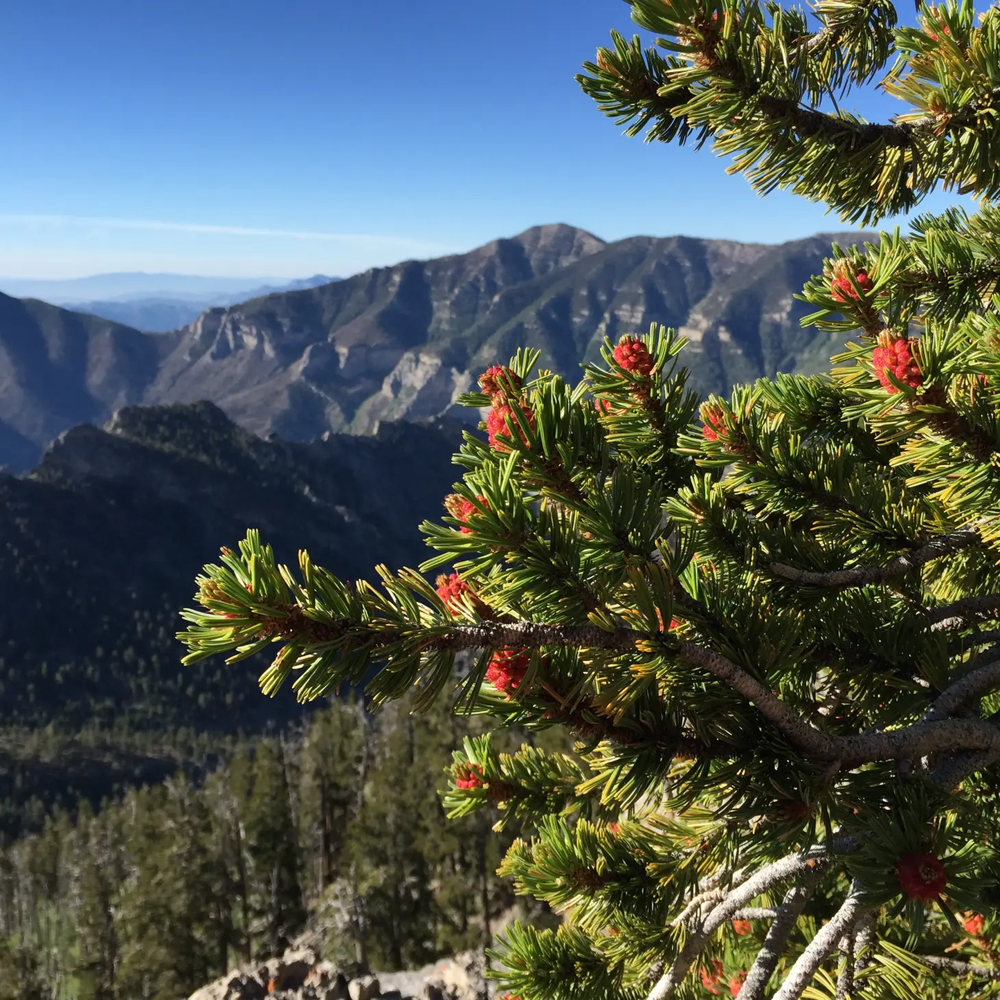 Bristlecone Pine Grow Kit