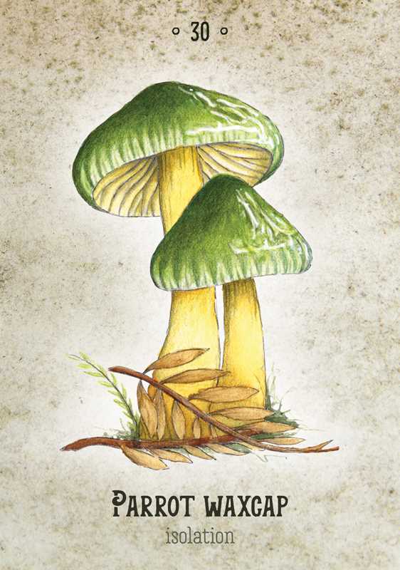 Mushroom Spirit Oracle Cards