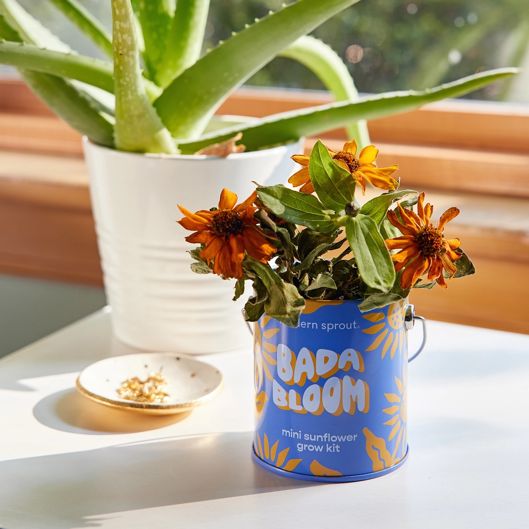 Color Grow Kit - Bada Bloom Mini Sunflower