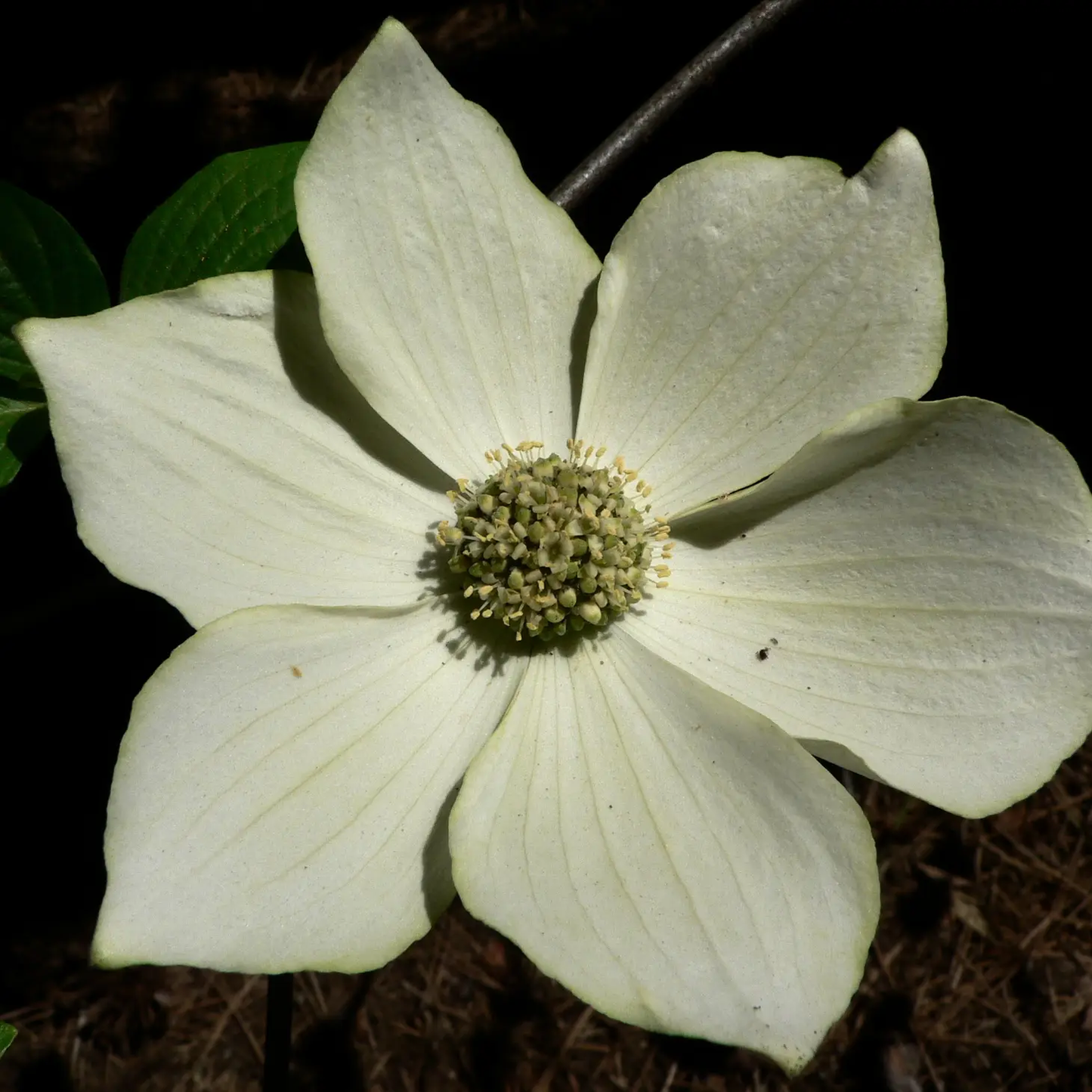 Pacific Dogwood Seed Grow Kit